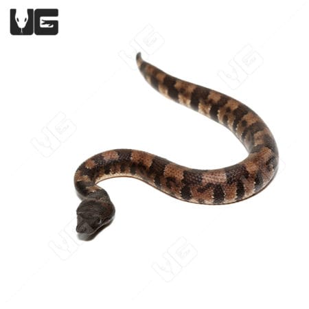 Baby Viper Boa snake for sale at Underground Reptiles.