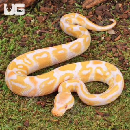Baby Ball Pythons For Sale - Underground Reptiles