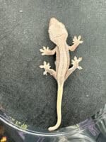Baby Lilly White Red Pinstripe Crested Gecko, a vibrant and unique reptile species.