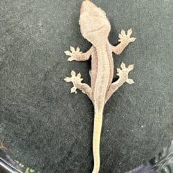 Baby Lilly White Red Pinstripe Crested Gecko, a vibrant and unique reptile species.