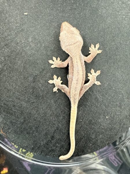 Baby Lilly White Red Pinstripe Crested Gecko, a vibrant and unique reptile species.