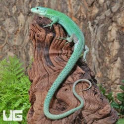 Green Keeled Bellied Lizards (Gastropholis prasina) For Sale - Underground Reptiles