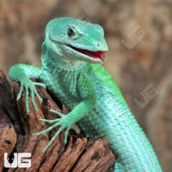 Green Keeled Bellied Lizards (Gastropholis prasina) For Sale - Underground Reptiles