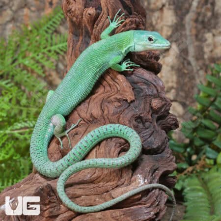 Green Keeled Bellied Lizards (Gastropholis prasina) For Sale - Underground Reptiles