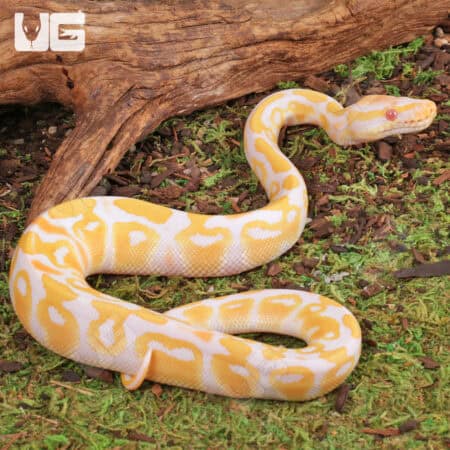 Baby Ball Pythons For Sale - Underground Reptiles