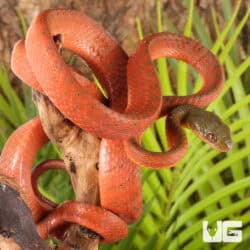 Black-Headed Cat Snakes (Boiga Nigriceps) For Sale - Underground Reptiles