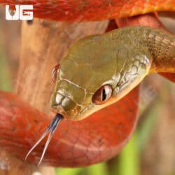Black-Headed Cat Snakes (Boiga Nigriceps) For Sale - Underground Reptiles