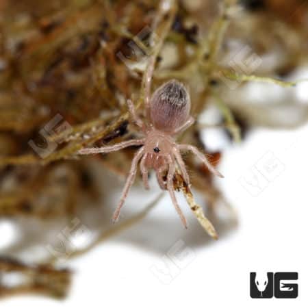Brazilian Red And White Tarantulas (Nhandu Chromatus)