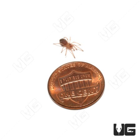 Brazilian Red And White Tarantulas (Nhandu Chromatus)