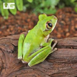 Cameroon Forest Tree Frogs For Sale - Underground Reptiles