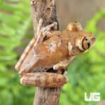 Cameroon Forest Tree Frogs For Sale - Underground Reptiles
