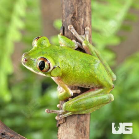 Cameroon Forest Tree Frogs For Sale - Underground Reptiles