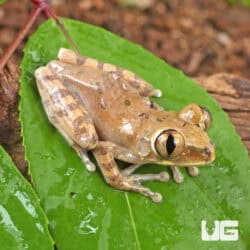 Cameroon Forest Tree Frogs For Sale - Underground Reptiles