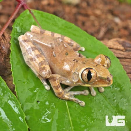 Cameroon Forest Tree Frogs For Sale - Underground Reptiles