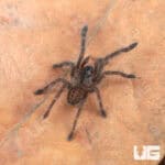 Cobalt Blue Tarantulas For Sale - Underground Reptiles