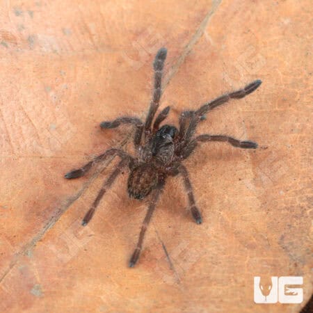 Cobalt Blue Tarantulas For Sale - Underground Reptiles