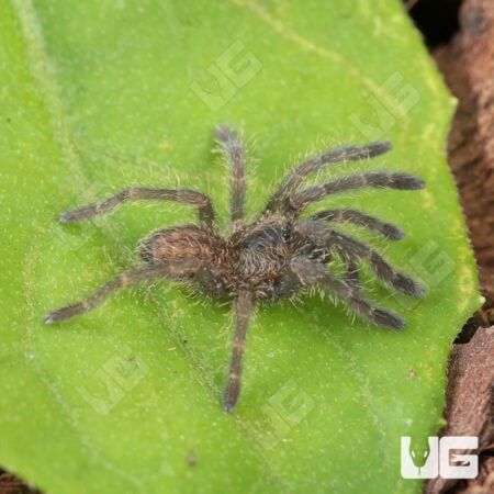 Cobalt Blue Tarantulas For Sale - Underground Reptiles