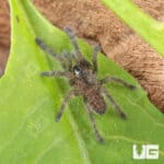 Cobalt Blue Tarantulas For Sale - Underground Reptiles