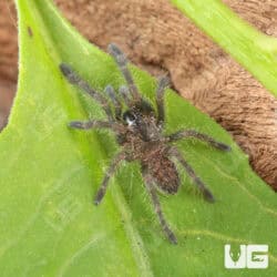 Cobalt Blue Tarantulas For Sale - Underground Reptiles
