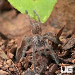 Cobalt Blue Tarantulas For Sale - Underground Reptiles