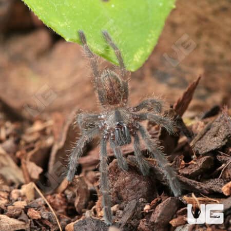 Cobalt Blue Tarantulas For Sale - Underground Reptiles
