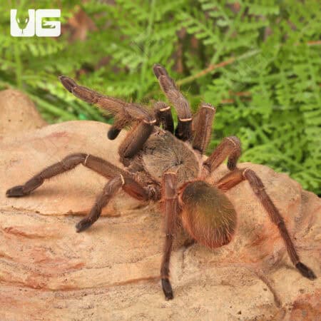 Emerald Skeleton Leg Tarantula (Ephebopus uatuman) For Sale - Underground Reptiles