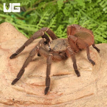Emerald Skeleton Leg Tarantula (Ephebopus uatuman) For Sale - Underground Reptiles