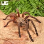 Emerald Skeleton Leg Tarantula (Ephebopus uatuman) For Sale - Underground Reptiles