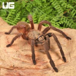 Emerald Skeleton Leg Tarantula (Ephebopus uatuman) For Sale - Underground Reptiles