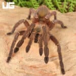 Emerald Skeleton Leg Tarantula (Ephebopus uatuman) For Sale - Underground Reptiles