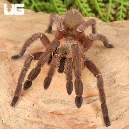 Emerald Skeleton Leg Tarantula (Ephebopus uatuman) For Sale - Underground Reptiles