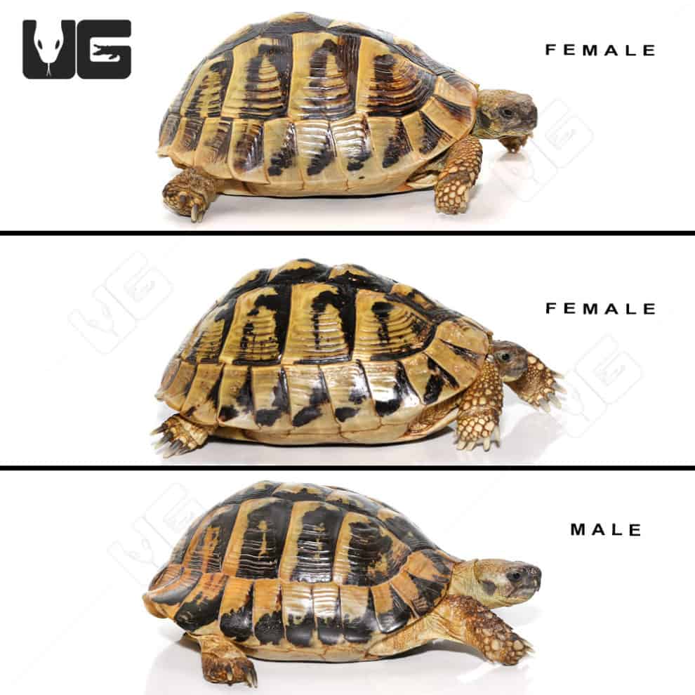 Hermann's Tortoise For Sale - Underground Reptiles