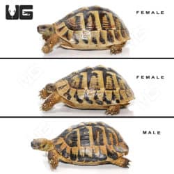 Hermann's Tortoise Trio #1(Testudo hermanni) For Sale - Underground Reptiles