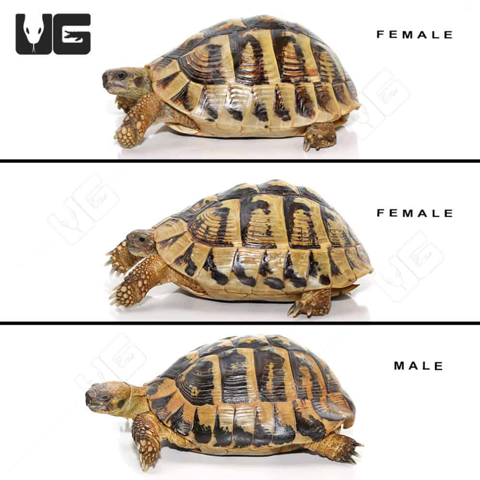 Tortoises For Sale - Underground Reptiles