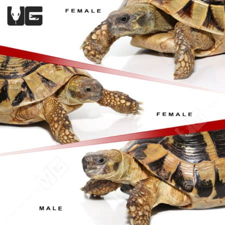 Tortoises For Sale - Underground Reptiles