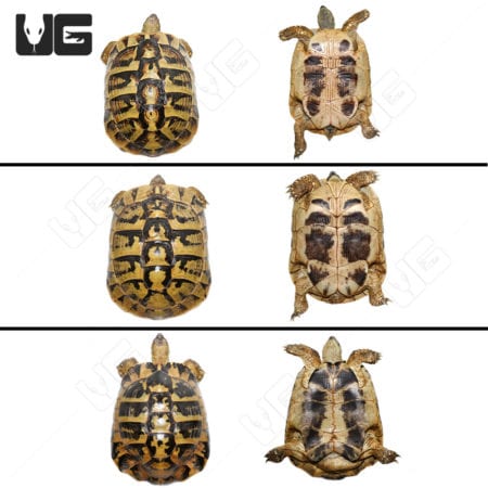 Hermann's Tortoise Trio #1(Testudo hermanni) For Sale - Underground Reptiles