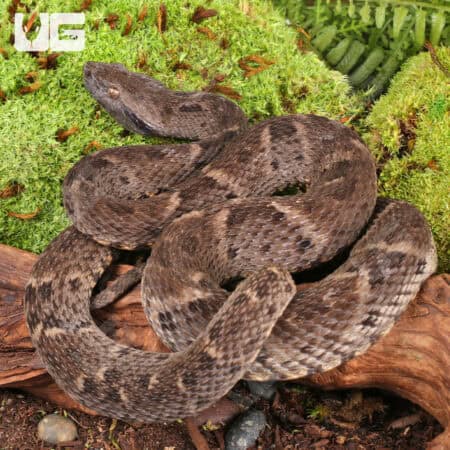 Lancehead Viper For Sale- Underground Reptiles