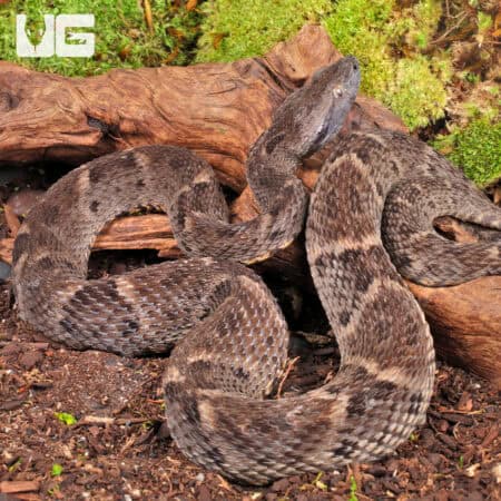 Lancehead Viper For Sale- Underground Reptiles