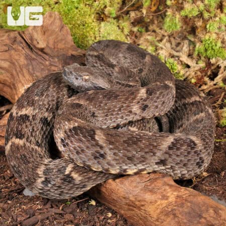 Lancehead Viper For Sale- Underground Reptiles