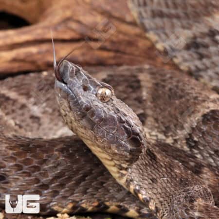 Lancehead Viper For Sale- Underground Reptiles
