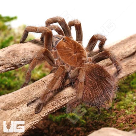 Mascara Giant Birdeater Tarantulas (Pamphobeteus sp Mascara) For Sale - Underground Reptiles