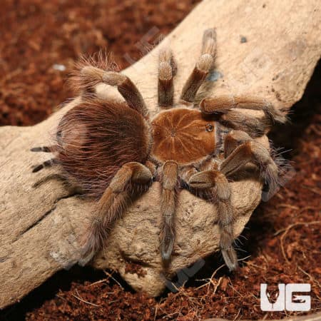 Mascara Giant Birdeater Tarantulas (Pamphobeteus sp Mascara) For Sale - Underground Reptiles