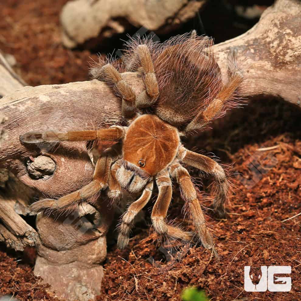 Mascara Giant Birdeater Tarantulas (Pamphobeteus sp Mascara) For Sale
