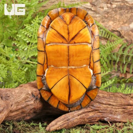 Scorpion Mud Turtle For Sale - Underground Reptiles