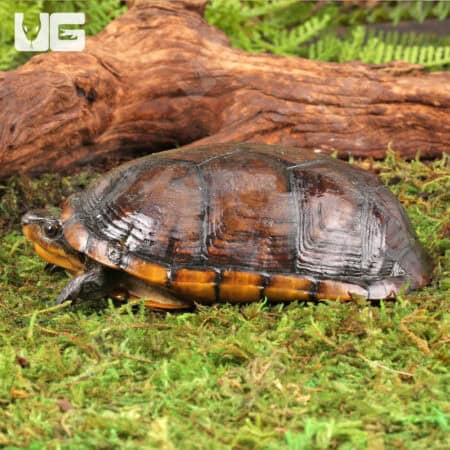 Scorpion Mud Turtle For Sale - Underground Reptiles