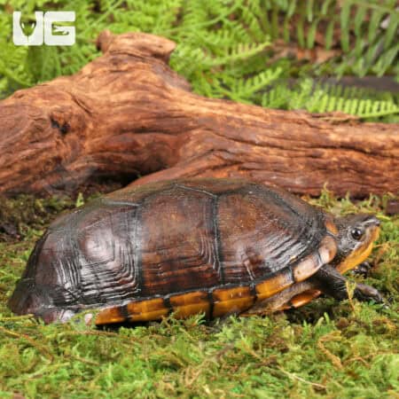 Scorpion Mud Turtle For Sale - Underground Reptiles