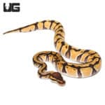 Baby Female Orange Dream Enchi Yellowbelly Ball Python (Python regius) For Sale - Underground Reptiles