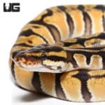 Baby Female Orange Dream Enchi Yellowbelly Ball Python (Python regius) For Sale - Underground Reptiles