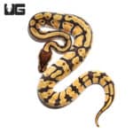 Baby Female Orange Dream Enchi Yellowbelly Ball Python (Python regius) For Sale - Underground Reptiles