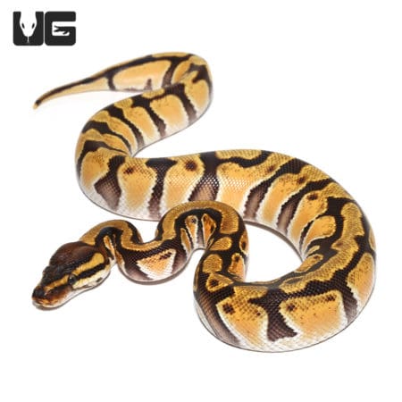 Baby Female Orange Dream Enchi Yellowbelly Ball Python (Python regius) For Sale - Underground Reptiles